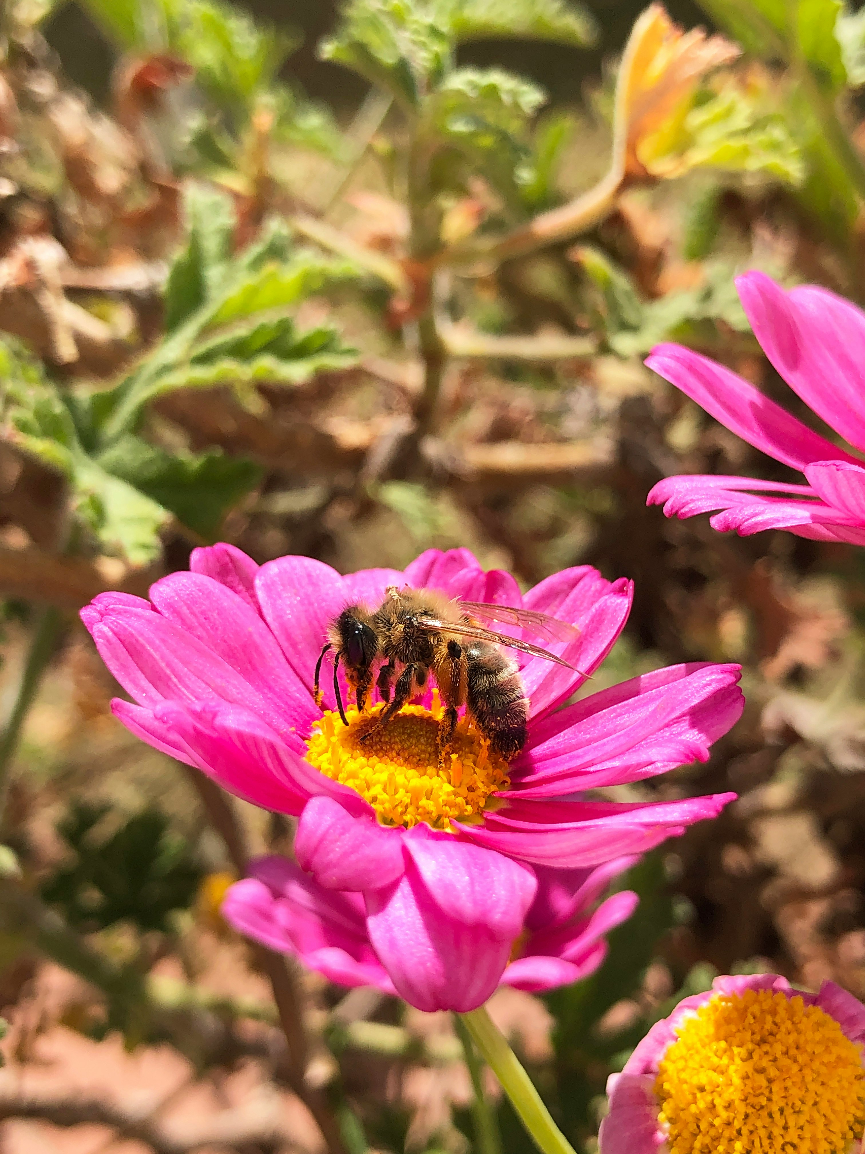 black and yellow bee on pink flower during daytime